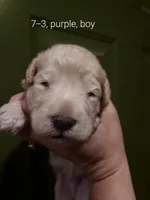 Zuma(Purple boy), a male Border Collie and Poodle - Standard  for sale in Kempner, TX – 2 of 6