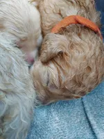 Liberty (Orange Girl), a female Border Collie and Poodle - Standard  for sale in Kempner, TX – 7 of 7
