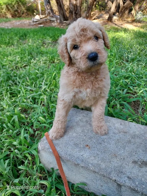 Liberty (Orange Girl) – Border Collie, Poodle - Standard  puppy for sale in Kempner, TX