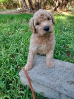 Liberty (Orange Girl), a female Border Collie and Poodle - Standard  for sale in Kempner, TX – 3 of 10