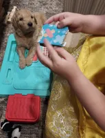 Liberty (Orange Girl), a female Border Collie and Poodle - Standard  for sale in Kempner, TX – 2 of 7