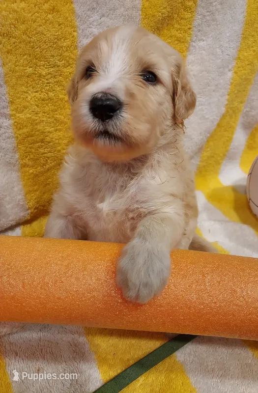 Everest (Green Girl) – Border Collie, Poodle - Standard  puppy for sale in Kempner, TX