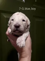 Chase (blue boy), a male Border Collie and Poodle - Standard  for sale in Kempner, TX – 4 of 7