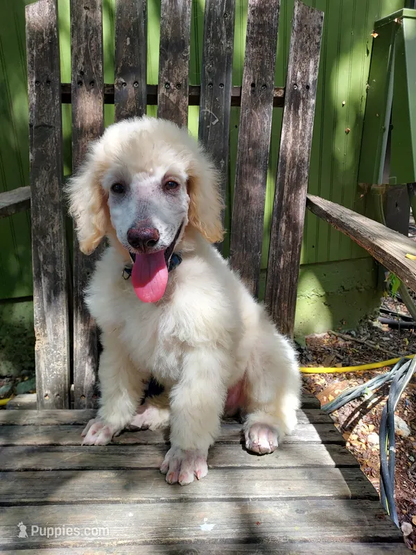 Chase (blue boy) – Border Collie, Poodle - Standard  puppy for sale in Kempner, TX