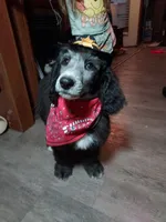 Tex (Silver male), a male Border Collie and Poodle - Standard  for sale in Kempner, TX – 1 of 4