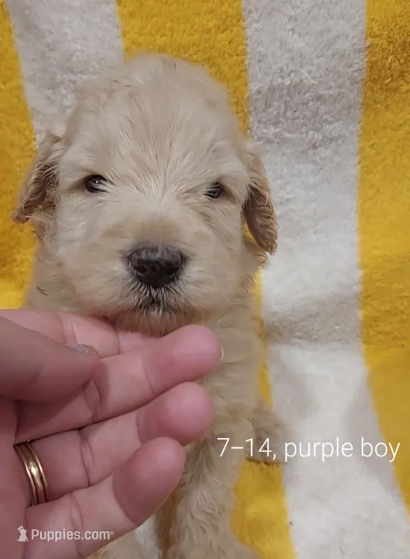 Zuma(Purple boy) – Border Collie, Poodle - Standard  puppy for sale in Kempner, TX