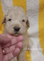 Zuma(Purple boy), a male Border Collie and Poodle - Standard  for sale in Kempner, TX – 1 of 6