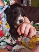 Rex (Black/White Boy), a male Border Collie and Poodle - Standard  for sale in Kempner, TX – 5 of 7