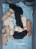 Coral (Red Girl), a female Border Collie and Poodle - Standard  for sale in Kempner, TX – 3 of 6