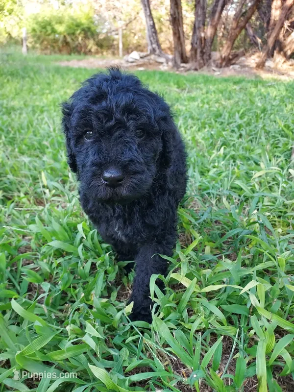 Marshall (Silver boy) – Border Collie, Poodle - Standard  puppy for sale in Kempner, TX