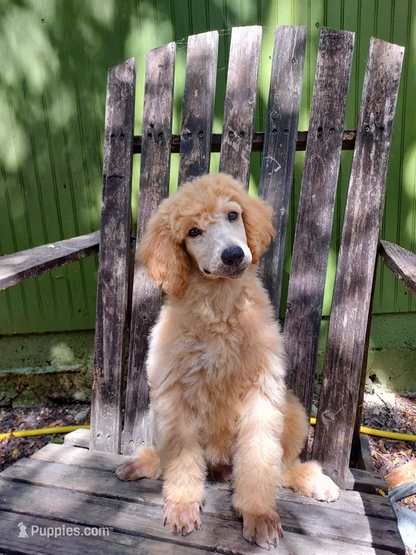 Liberty (Orange Girl) – Border Collie, Poodle - Standard  puppy for sale in Kempner, TX