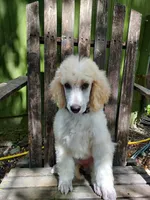 Sweetie (Grey Girl), a female Border Collie and Poodle - Standard  for sale in Kempner, TX – 5 of 5