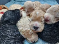 Rocky (Green Boy), a male Border Collie and Poodle - Standard  for sale in Kempner, TX – 6 of 6
