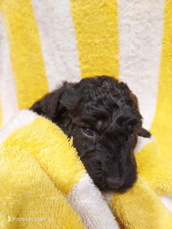 Marshall (Silver boy) – Border Collie, Poodle - Standard  puppy for sale in Kempner, TX