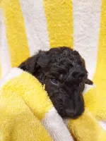 Marshall (Silver boy), a male Border Collie and Poodle - Standard  for sale in Kempner, TX – 1 of 7