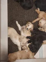 Everest (Green Girl), a female Border Collie and Poodle - Standard  for sale in Kempner, TX – 7 of 7