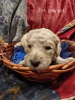 Sweetie (Grey Girl), a female Border Collie and Poodle - Standard  for sale in Kempner, TX – 5 of 6
