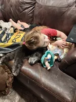 Tex (Silver male), a male Border Collie and Poodle - Standard  for sale in Kempner, TX – 4 of 4