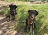 Ash, a female Border Collie and Poodle - Standard  for sale in Kempner, TX – Photo 1 of 4