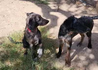 Ash, a female Border Collie and Poodle - Standard  for sale in Kempner, TX – Photo 3 of 4