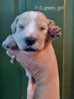 Everest (Green Girl), a female Border Collie and Poodle - Standard  for sale in Kempner, TX – 3 of 7