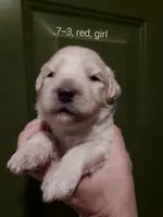 Coral (Red Girl), a female Border Collie and Poodle - Standard  for sale in Kempner, TX – 2 of 6