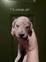 Liberty (Orange Girl), a female Border Collie and Poodle - Standard  for sale in Kempner, TX – 5 of 7