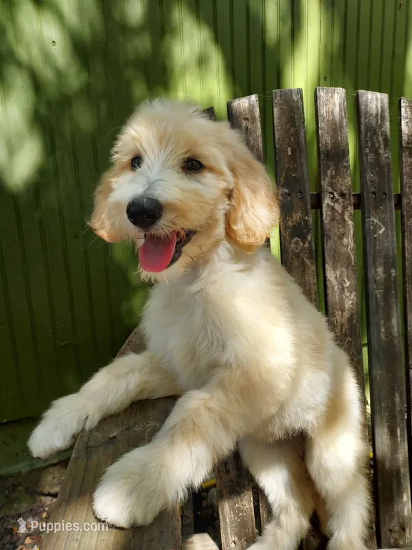 Everest (Green Girl) – Border Collie, Poodle - Standard  puppy for sale in Kempner, TX
