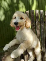 Everest (Green Girl), a female Border Collie and Poodle - Standard  for sale in Kempner, TX – 1 of 10