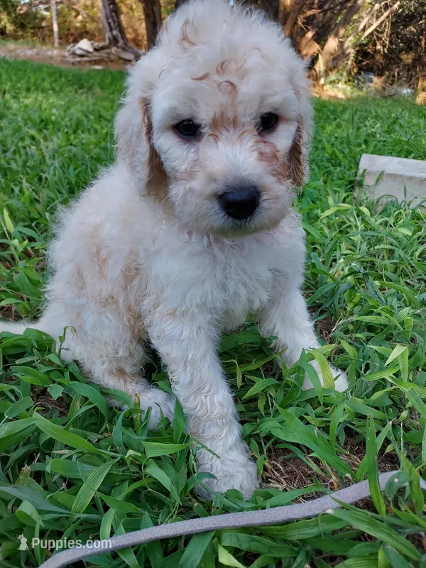 Sweetie (Grey Girl) – Border Collie, Poodle - Standard  puppy for sale in Kempner, TX