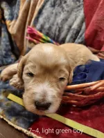 Rocky (Green Boy), a male Border Collie and Poodle - Standard  for sale in Kempner, TX – 3 of 6