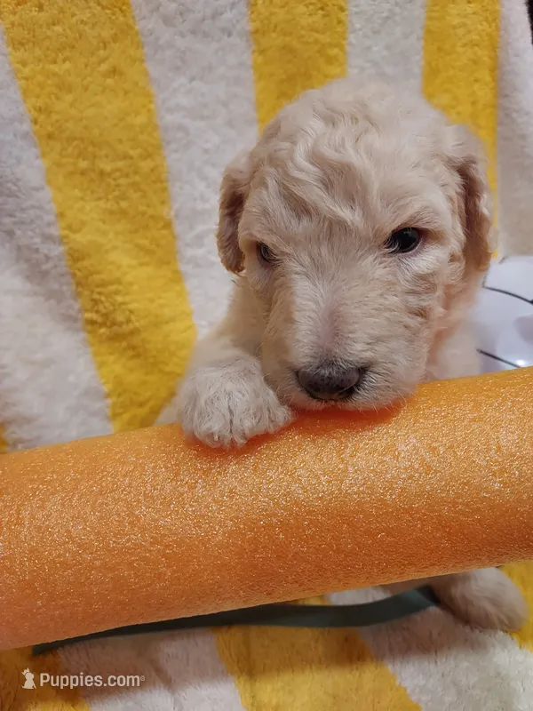 Chase (blue boy) – Border Collie, Poodle - Standard  puppy for sale in Kempner, TX