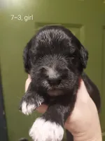 Sky (Girl), a female Border Collie and Poodle - Standard  for sale in Kempner, TX – 2 of 4