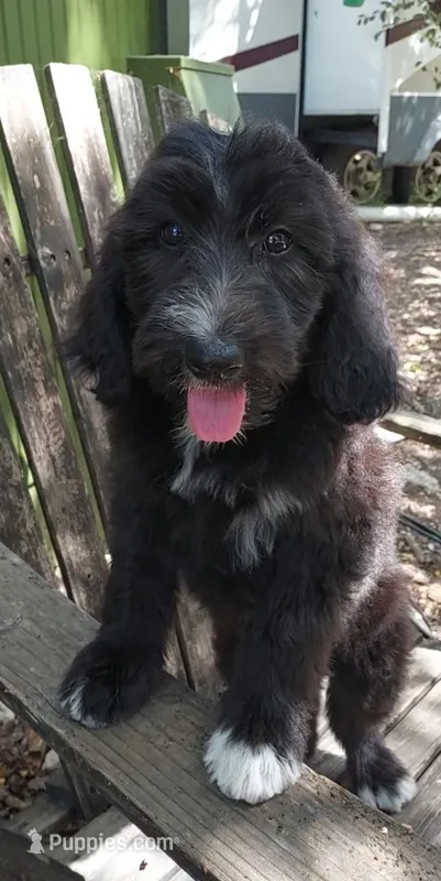Sky (Girl) – Border Collie, Poodle - Standard  puppy for sale in Kempner, TX