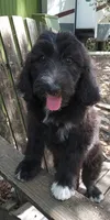 Sky (Girl), a female Border Collie and Poodle - Standard  for sale in Kempner, TX – 1 of 8
