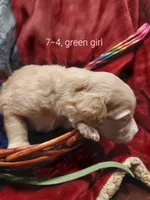 Everest (Green Girl), a female Border Collie and Poodle - Standard  for sale in Kempner, TX – 6 of 7