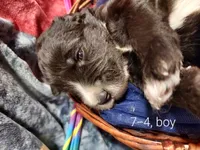 Rex (Black/White Boy), a male Border Collie and Poodle - Standard  for sale in Kempner, TX – 6 of 7