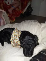 Marshall (Silver boy), a male Border Collie and Poodle - Standard  for sale in Kempner, TX – 5 of 7