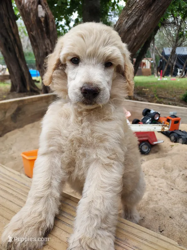 Zuma (Purple boy) – Border Collie, Poodle - Standard  puppy for sale in Kempner, TX