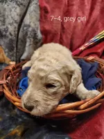 Sweetie (Grey Girl), a female Border Collie and Poodle - Standard  for sale in Kempner, TX – 3 of 6