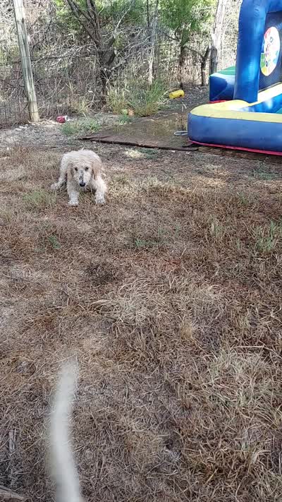 Everest (Green Girl), a female Border Collie and Poodle - Standard  for sale in Kempner, TX – 9 of 9