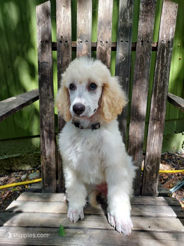 Sweetie (Grey Girl) – Border Collie, Poodle - Standard  puppy for sale in Kempner, TX