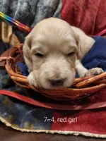 Coral (Red Girl), a female Border Collie and Poodle - Standard  for sale in Kempner, TX – 5 of 6
