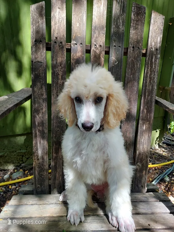 Sweetie (Grey Girl) – Border Collie, Poodle - Standard  puppy for sale in Kempner, TX