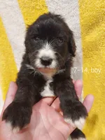 Rex (Black/White Boy), a male Border Collie and Poodle - Standard  for sale in Kempner, TX – 2 of 7