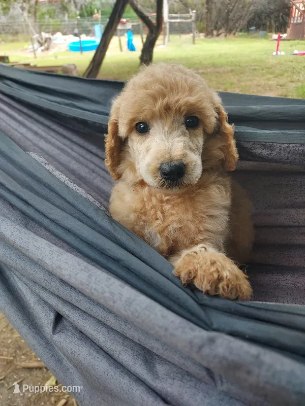 Liberty (Orange Girl) – Border Collie, Poodle - Standard  puppy for sale in Kempner, TX