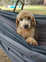 Liberty (Orange Girl), a female Border Collie and Poodle - Standard  for sale in Kempner, TX – 2 of 10