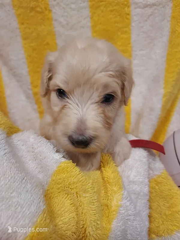 Coral (Red Girl) – Border Collie, Poodle - Standard  puppy for sale in Kempner, TX