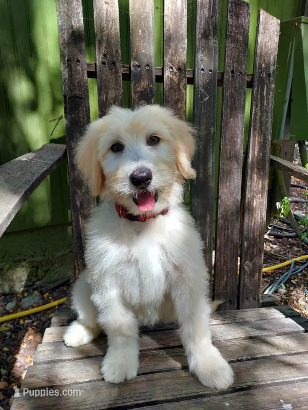 Coral (Red Girl) – Border Collie, Poodle - Standard  puppy for sale in Kempner, TX