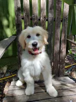 Coral (Red Girl), a female Border Collie and Poodle - Standard  for sale in Kempner, TX – 1 of 9